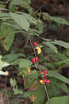 Southern spicebush <BR>Pondberry